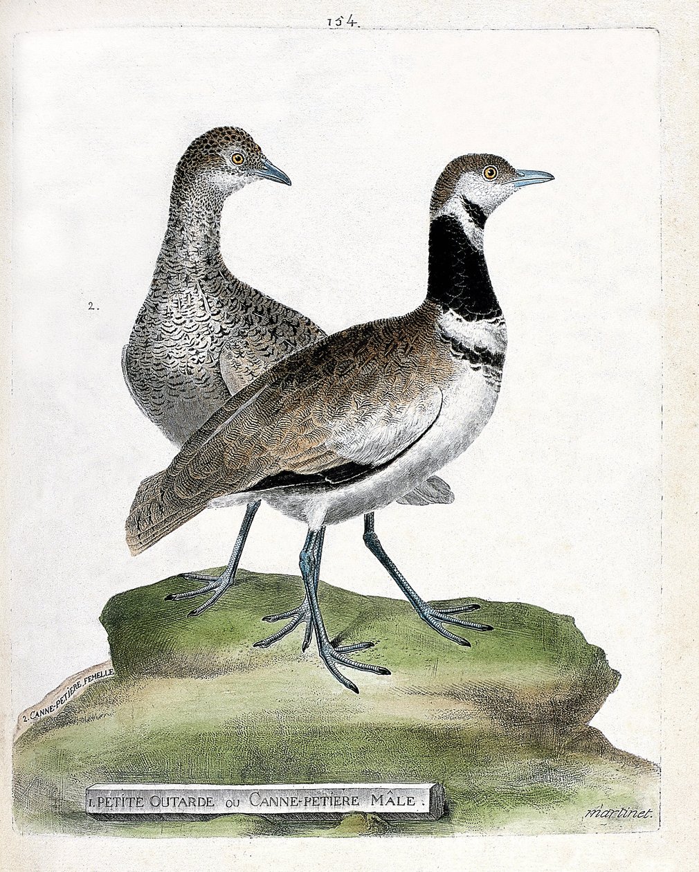 Tablica zoologiczna (ornitologia): przód: mały drop lub mała męska laska i tył: żeńska mała laska (canepetiere drop lub tetrax tetrax). Ilustracja w „Historii ptaków malowanych w ich pozornych i wrażliwych aspektach” Francois Nicolas Mar autorstwa Francois Nicolas Martinet