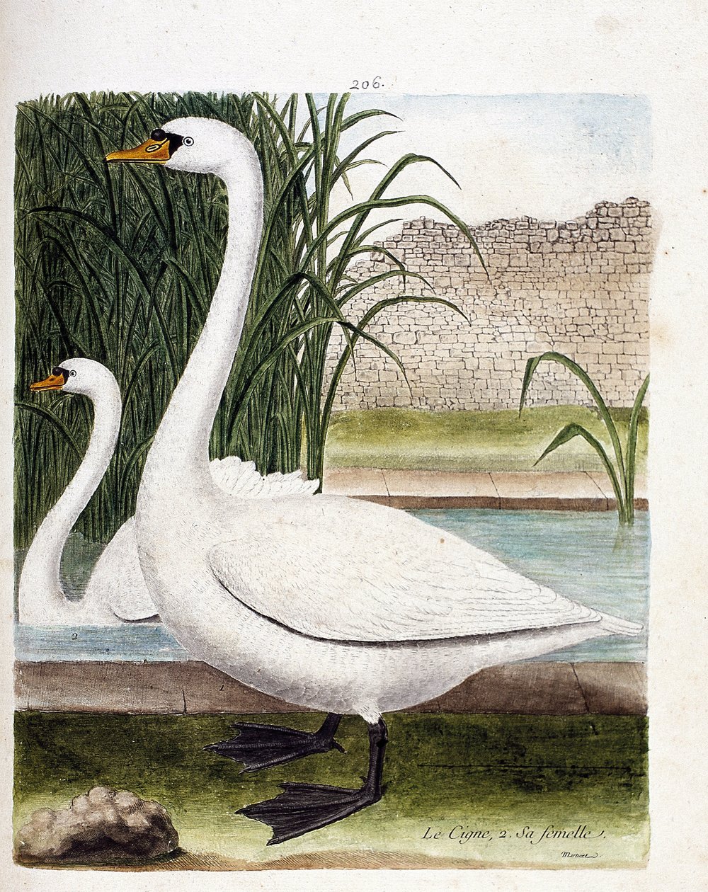 Tablica zoologiczna (ornitologia): z przodu łabędź, za samicą (łabędź bulwiasty lub cygnus olor). Ilustracja w „Historii ptaków malowanych w ich pozornych i wrażliwych aspektach” Francois Nicolas Martinet (1731-1800). Prywatna kolekcja. autorstwa Francois Nicolas Martinet