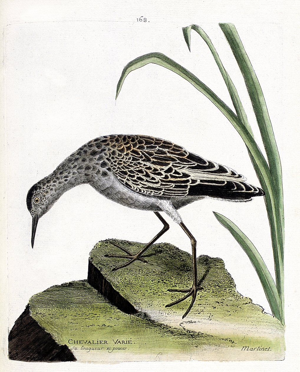 Tablica zoologiczna (ornitologia): różny rycerz (różny wojownik lub philomachus pugnax). Ilustracja w „Historii ptaków malowanych w ich pozornych i wrażliwych aspektach” Francois Nicolas Martinet (1731-1800). Prywatna kolekcja. autorstwa Francois Nicolas Martinet