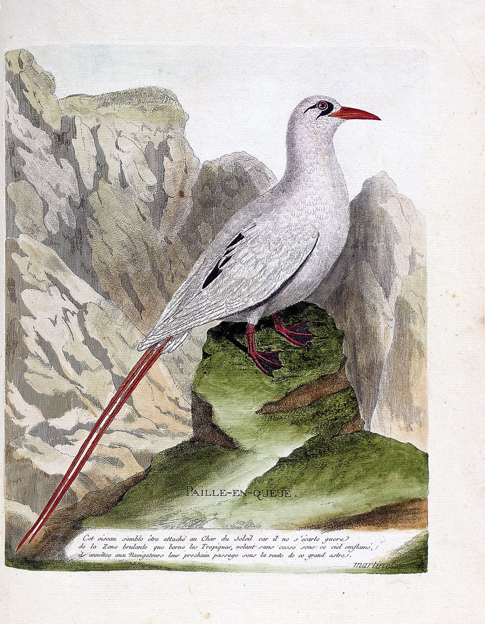 Deska zoologiczna (ornitologia): słoma ogonowa (faeton słomkowy lub czerwono-nitkowaty lub rubricauda). Ilustracja w „Historii ptaków, namalowanych w ich pozornych i wrażliwych aspektach” Francois Nicolas Martinet (1731-1800). Prywatna kolekcja. autorstwa Francois Nicolas Martinet