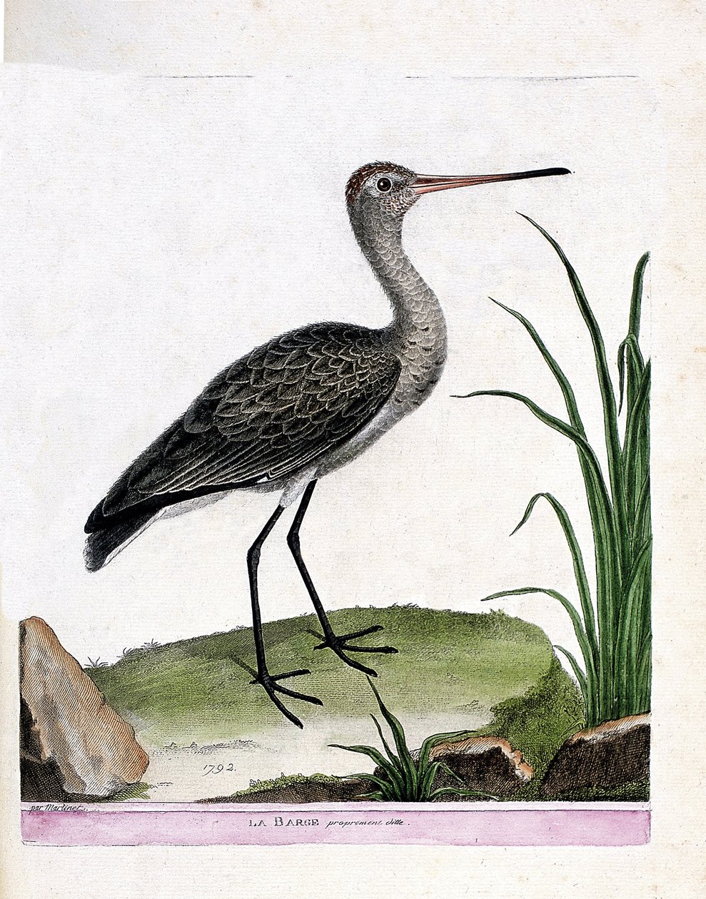 Deska zoologiczna (ornitologia): sama barka (barka czarnoogoniasta lub limosa limosa). Ilustracja w „Historii ptaków malowanych w ich pozornych i wrażliwych aspektach” Francois Nicolas Martinet (1731-1800). Prywatna kolekcja. autorstwa Francois Nicolas Martinet