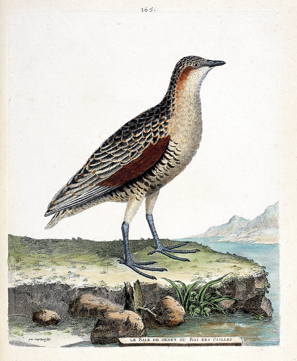 Tablica zoologiczna (ornitologia): kolano lub przepiórczy król (crex crex). Ilustracja w „Historii ptaków, namalowanych w ich pozornych i wrażliwych aspektach” Francois Nicolas Martinet (1731-1800). Prywatna kolekcja. autorstwa Francois Nicolas Martinet