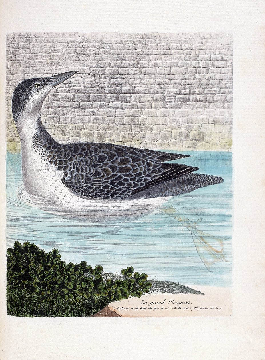 Deska zoologiczna (ornitologia): duże nurkowanie (imbrin dip lub gavia immer). Ilustracja w „Historii ptaków, namalowanych w ich pozornych i wrażliwych aspektach” Francois Nicolas Martinet (1731-1800). Prywatna kolekcja. autorstwa Francois Nicolas Martinet
