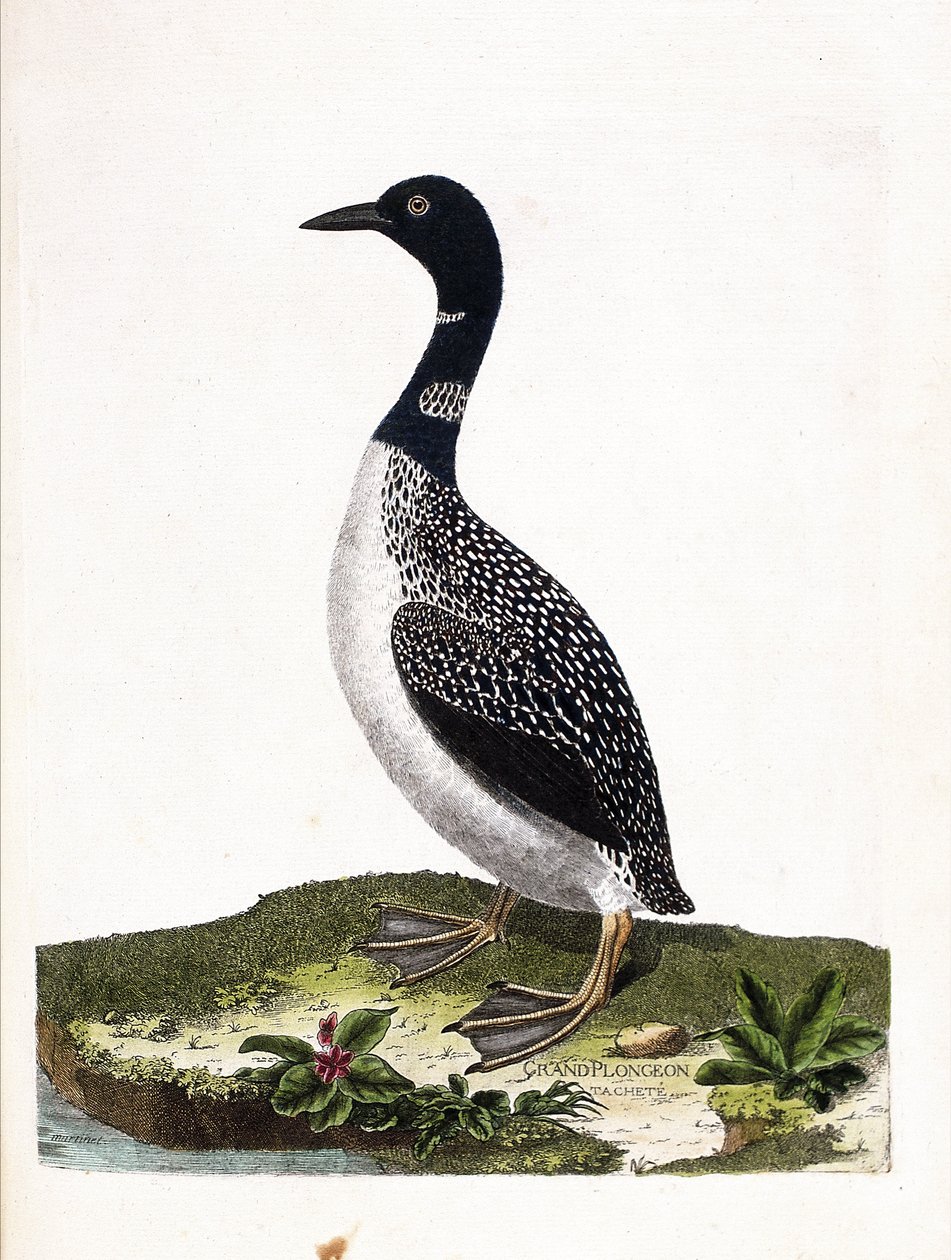 Deska zoologiczna (ornitologia): duże nurkowanie punktowe (nurkowanie imstrand lub gavia immer). Ilustracja w „Historii ptaków malowanych w ich pozornych i wrażliwych aspektach” Francois Nicolas Martinet (1731-1800). Prywatna kolekcja. autorstwa Francois Nicolas Martinet
