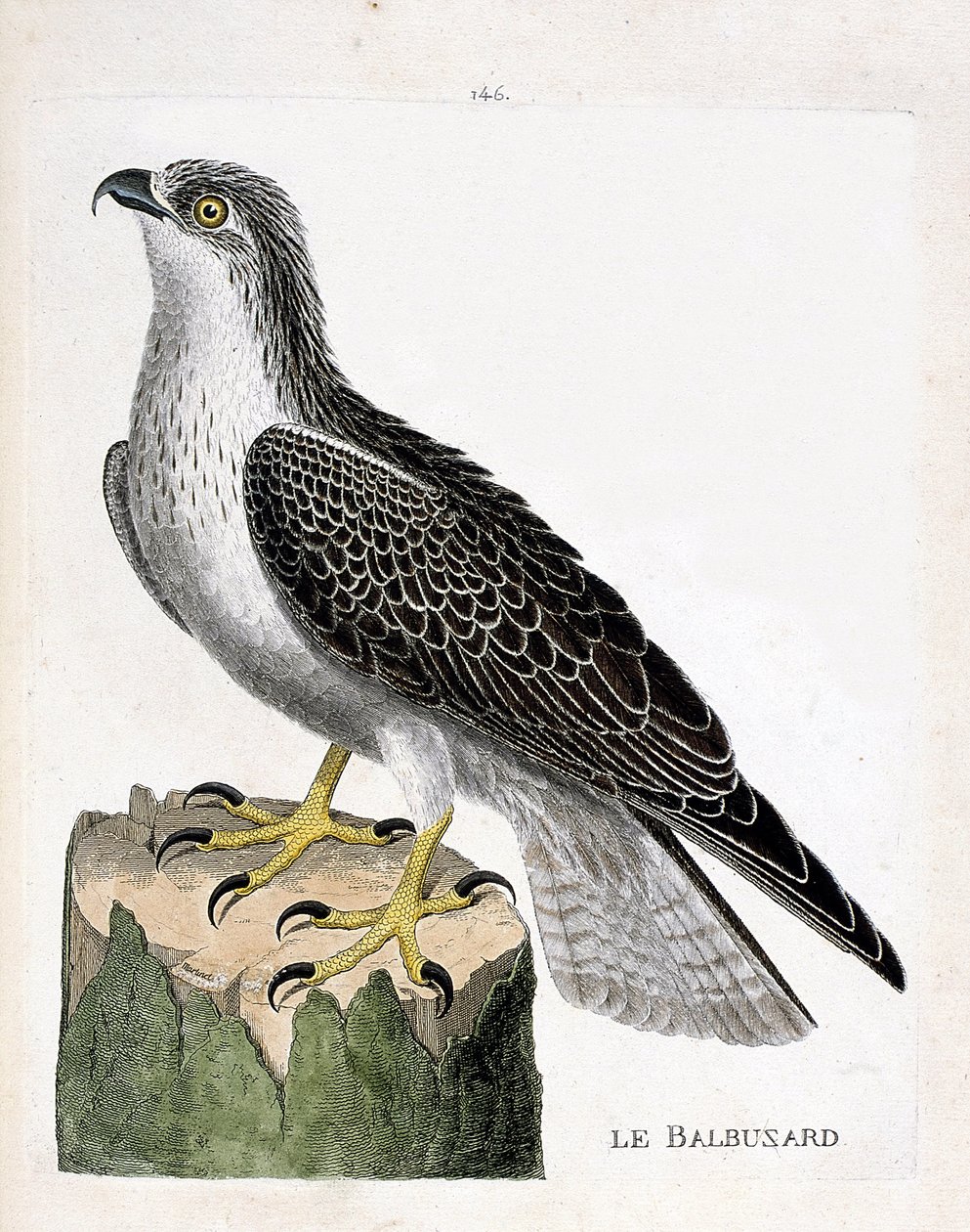Deska zoologiczna (ornitologia): rybołów (rybołów lub pandion haliaetus). Ilustracja w „Historii ptaków malowanych w ich pozornych i wrażliwych aspektach” Francois Nicolas Martinet (1731-1800). Prywatna kolekcja. autorstwa Francois Nicolas Martinet