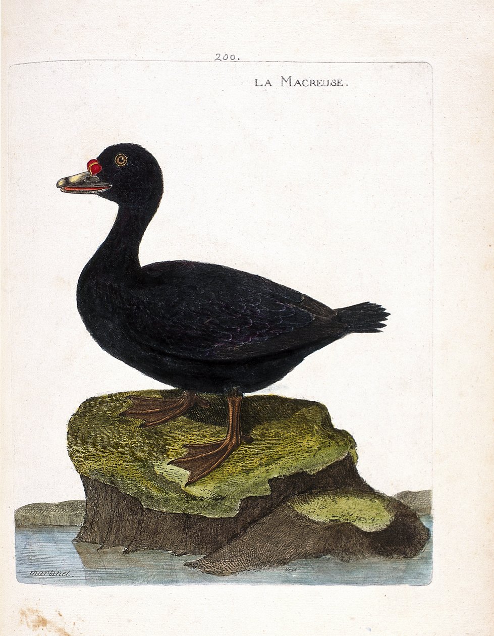 Tablica zoologiczna (ornitologia): uhla (uhla lub melanitta nigra). Ilustracja w „Historii ptaków, namalowanych w ich pozornych i wrażliwych aspektach” Francois Nicolas Martinet (1731-1800). Prywatna kolekcja. autorstwa Francois Nicolas Martinet