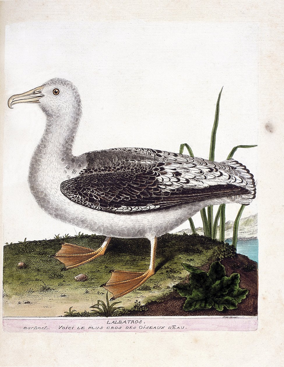 Wykres zoologiczny (ornitologia): Albatros (albatros wyjący lub diomedea exulans). Ilustracja w „Historii ptaków, namalowanych w ich pozornych i wrażliwych aspektach” Francois Nicolas Martinet (1731-1800). Prywatna kolekcja. autorstwa Francois Nicolas Martinet