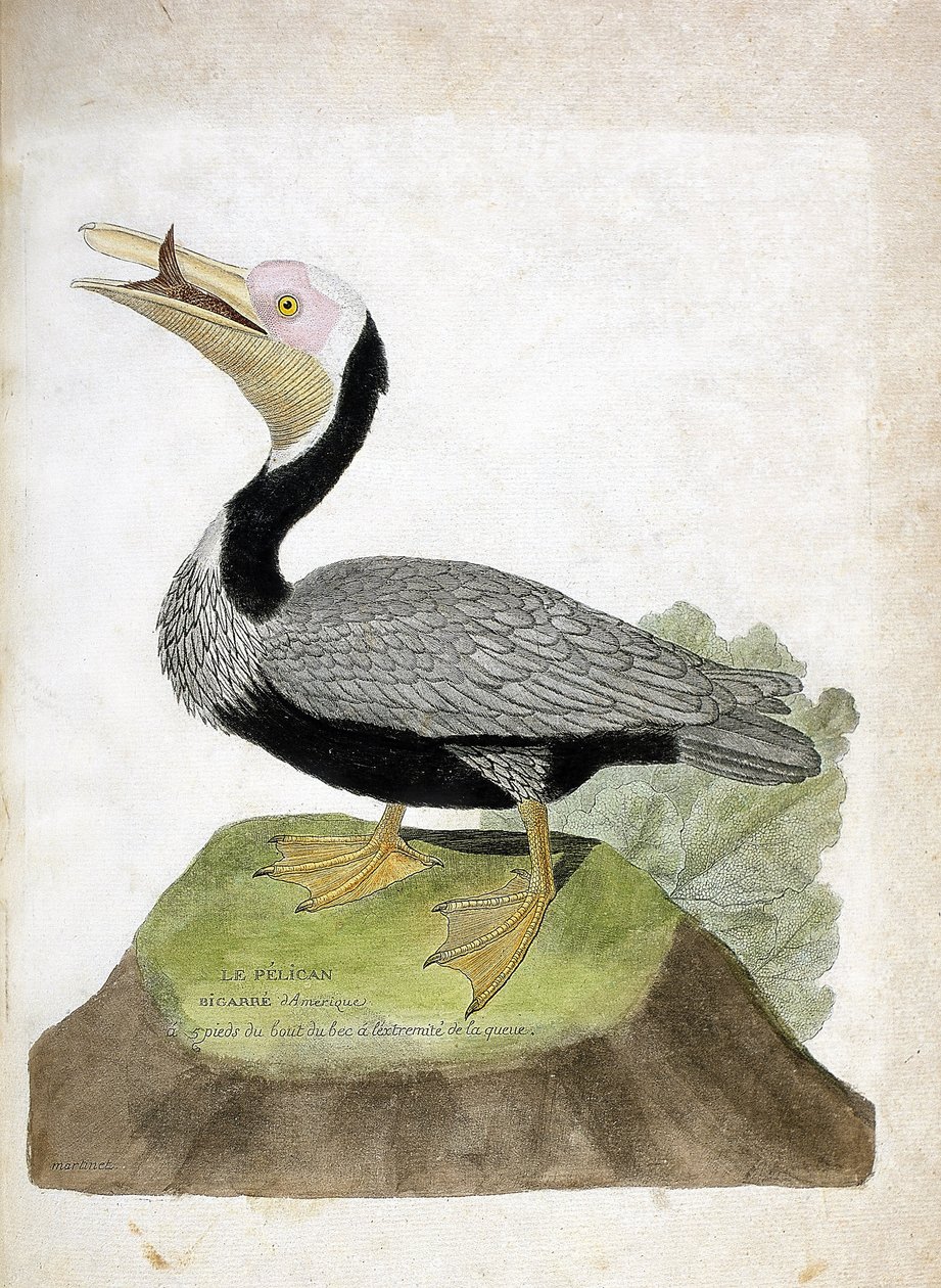 Wykres zoologiczny (ornitologia): Pelikan pospolity (Pelikan brunatny lub pelecanus occidentalis). Ilustracja w „Historii ptaków, namalowanych w ich pozornych i wrażliwych aspektach” Francois Nicolas Martinet (1731-1800). Prywatna kolekcja. autorstwa Francois Nicolas Martinet