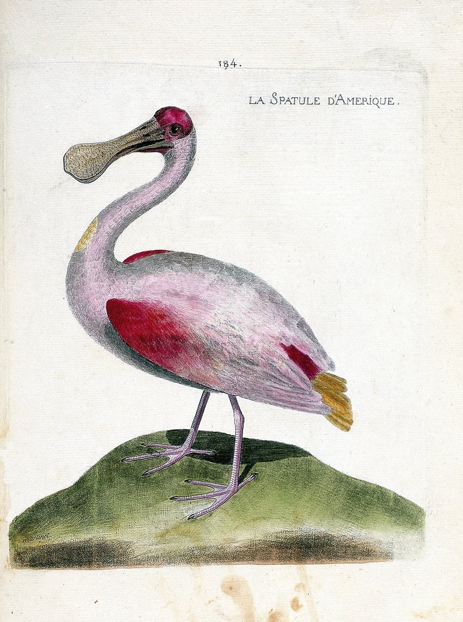 Wykres zoologiczny (ornitologia): łopatka amerykańska (różowa łopatka lub platalea ajaja). Ilustracja w „Historii ptaków malowanych w ich pozornych i wrażliwych aspektach” Francois Nicolas Martinet (1731-1800). Prywatna kolekcja. autorstwa Francois Nicolas Martinet