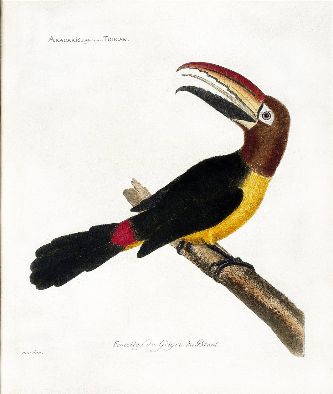 Wykres zoologiczny (ornitologia): Aracaris, tukan wulgarny (zielony aracari lub pteroglossus viridis) autorstwa Francois Nicolas Martinet