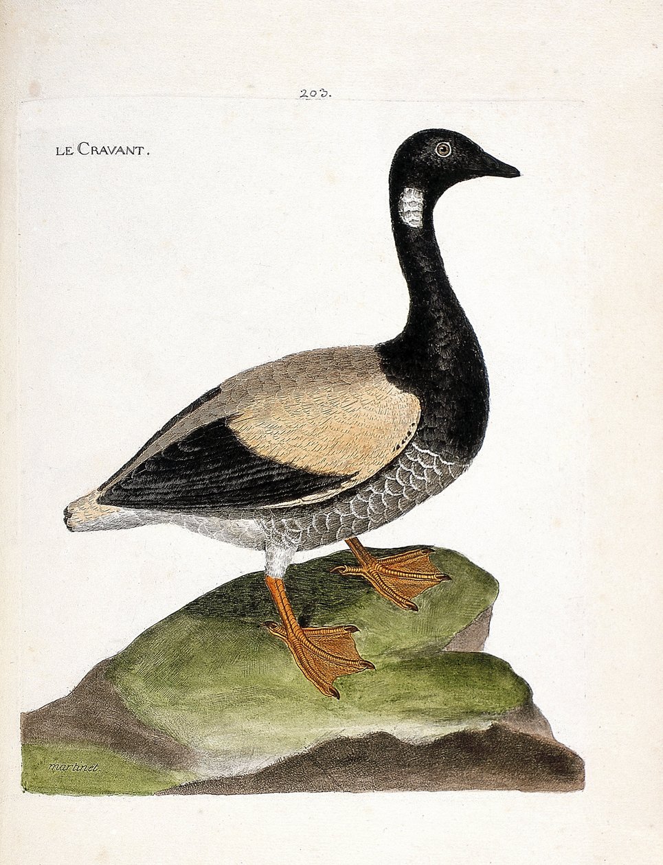 Wykres zoologiczny (ornitologia): Brant (brant lub branta bernicla). Ilustracja w „Historii ptaków malowanych w ich pozornych i wrażliwych aspektach” Francois Nicolas Martinet (1731-1800). Prywatna kolekcja. autorstwa Francois Nicolas Martinet