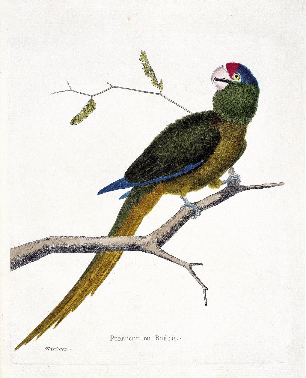Wykres zoologiczny (ornitologia): aleksandretta brazylijska (konure czerwonoczołowa lub aratinga canicularis) na gałęzi. Ilustracja w „Historii ptaków, namalowanych w ich pozornych i wrażliwych aspektach” Francois Nicolas Martinet (1731-1800). Kolumna pryw autorstwa Francois Nicolas Martinet
