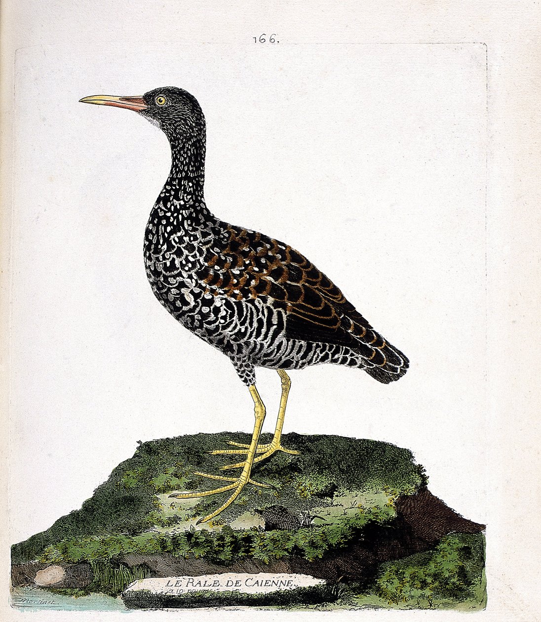 Wykres zoologiczny (ornitologia): Rale Caienne