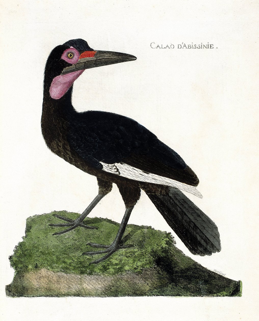 Wykres zoologiczny (ornitologia): Calao d