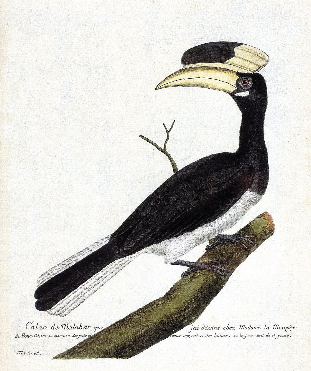 Wykres zoologiczny (ornitologia): Calao de Malabar (Anthracoceros coronatus) na gałęzi. Ilustracja w „Historii ptaków malowanych w ich pozornych i wrażliwych aspektach” Francois Nicolas Martinet (1731-1800). Prywatna kolekcja. autorstwa Francois Nicolas Martinet