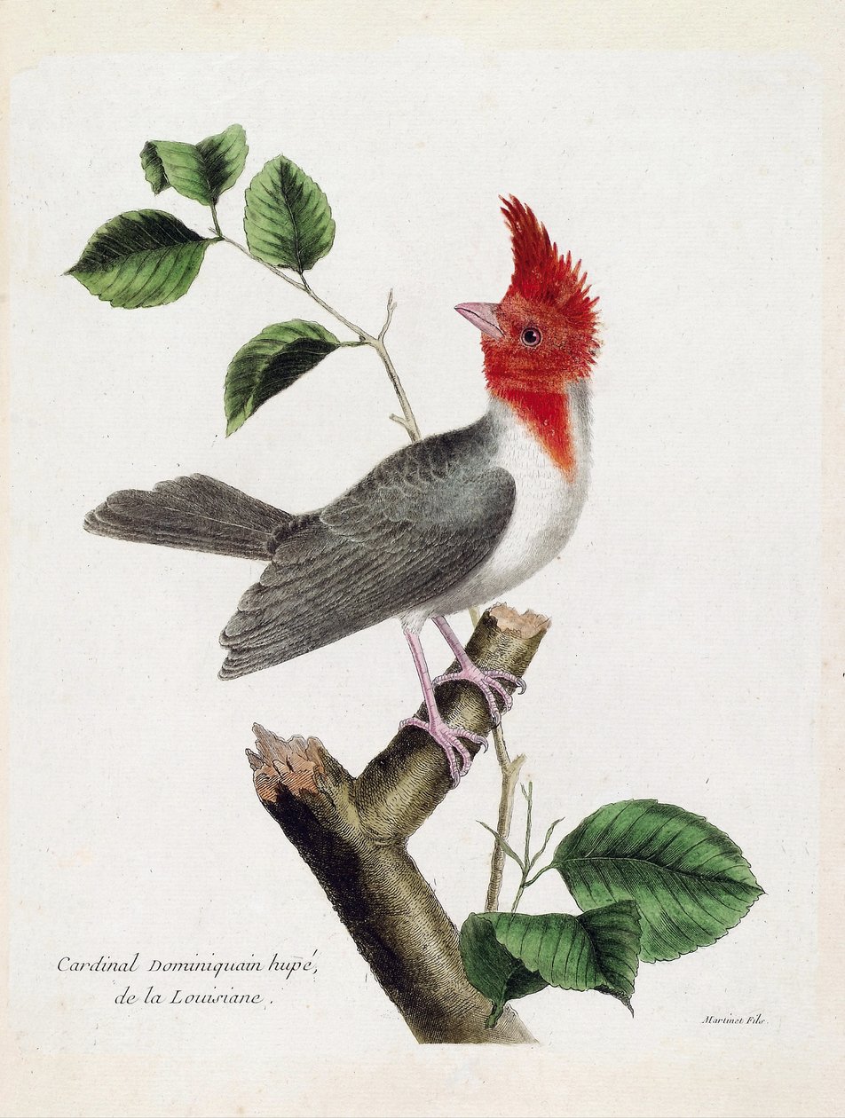 Wykres zoologiczny (ornitologia): dominikański kardynał Hupe (parare huppe lub paroaria coronata) na gałęzi. Ilustracja w „Historii ptaków malowanych w ich pozornych i wrażliwych aspektach” Francois Nicolas Martinet (1731-1800). Prywatna kolekcja autorstwa Francois Nicolas Martinet