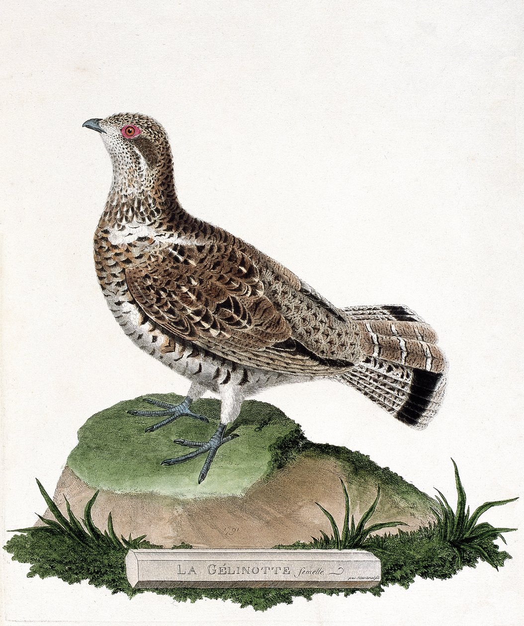 Wykres zoologiczny (ornitologia): Żeński gelinotte (żelinotta drzewna lub bonasia bonasia). Ilustracja w „Historii ptaków malowanych w ich pozornych i wrażliwych aspektach” Francois Nicolas Martinet (1731-1800). Prywatna kolekcja. autorstwa Francois Nicolas Martinet