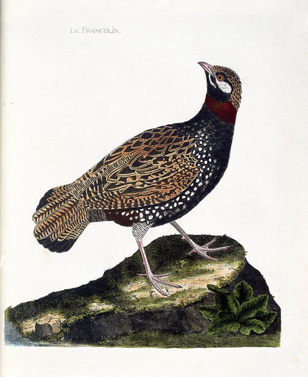 Wykres zoologiczny (ornitologia): Francolin (francolin noir lub francolinus francolinus). Ilustracja w „Historii ptaków, namalowanych w ich pozornych i wrażliwych aspektach” Francois Nicolas Martinet (1731-1800). Prywatna kolekcja. autorstwa Francois Nicolas Martinet