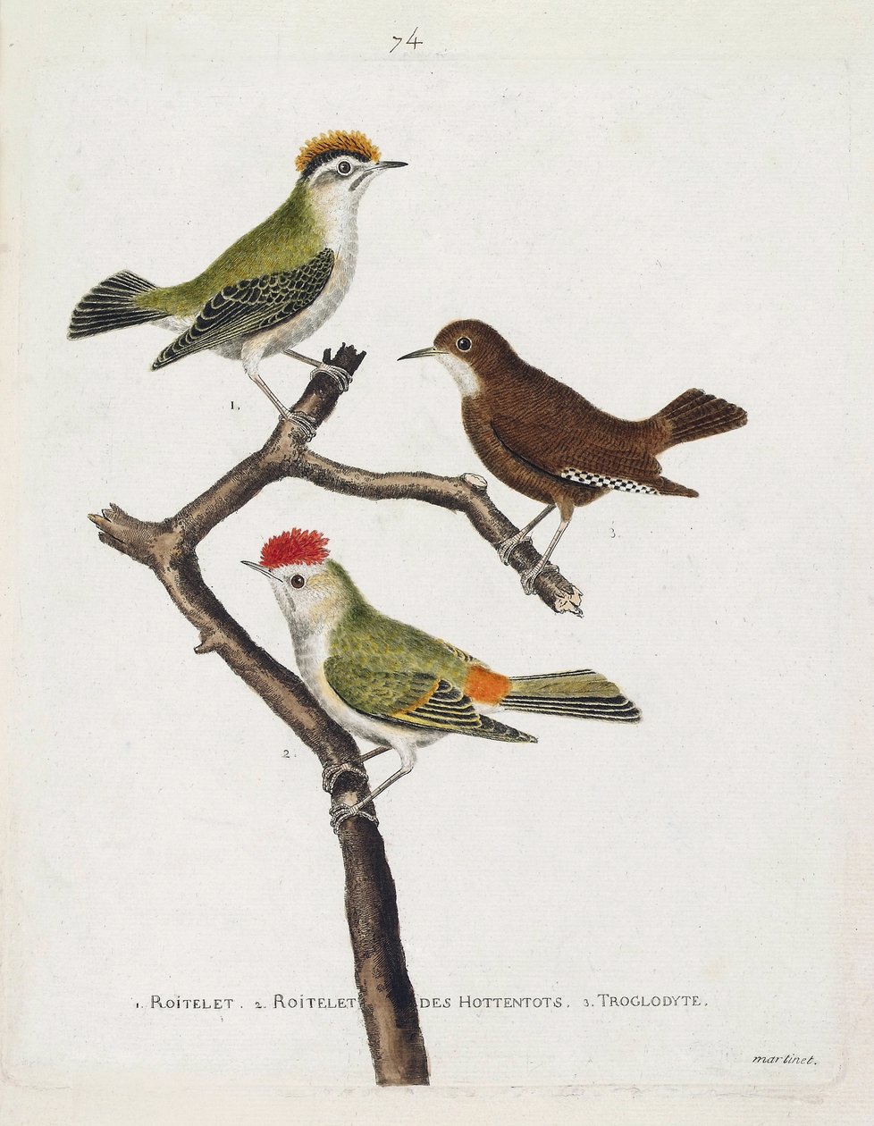 Wykres zoologiczny (ornitologia). Od góry do dołu: roitelet (potrójny bandaż lub regulus ignicapilla), troglodyta (słodki troglodyta lub troglodyta) i roitelet hottentotów (rubinowa korona) na gałęzi. Ilustracja w „Historii ptaków malowanych w Thei autorstwa Francois Nicolas Martinet