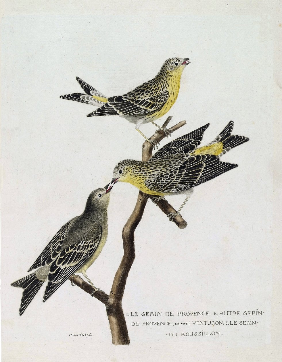 Wykres zoologiczny (ornitologia): Od góry do dołu: serin du Roussillon (serin Cini lub serinus serinus) na gałęzi, serin deProvence (venturon montagnard lub serinus citrinella) i inne serin deProvence. Ilustracja w „Historii ptaków, P autorstwa Francois Nicolas Martinet