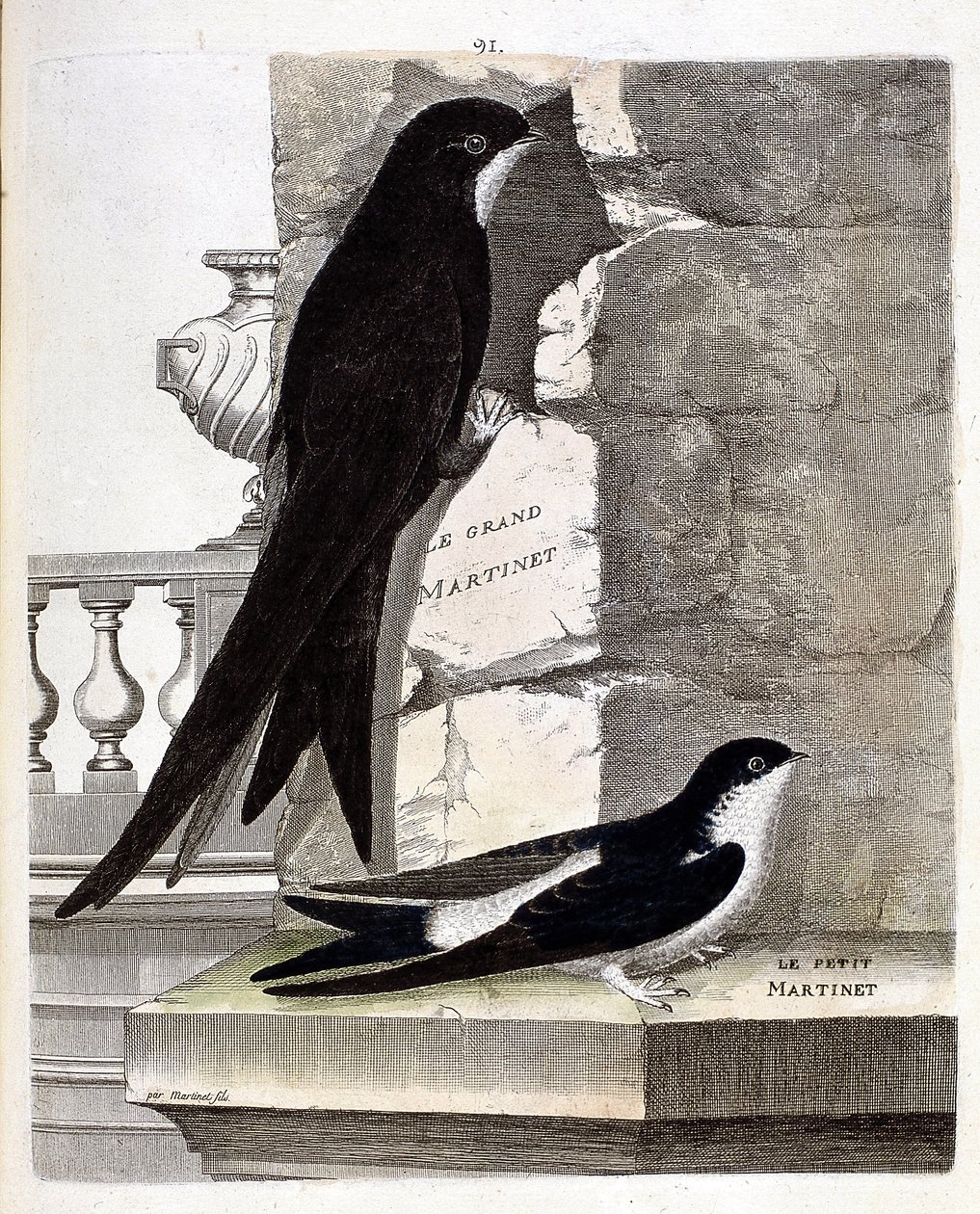 Wykres zoologiczny (ornitologia): jerzyk wielki (jerzyk czarny lub apus apus) i jerzyk mały (jaskółka okienna lub urbica delichon). Ilustracja w „Historii ptaków malowanych w ich pozornych i wrażliwych aspektach” Francois Nicolas Martinet (1731-1800 autorstwa Francois Nicolas Martinet
