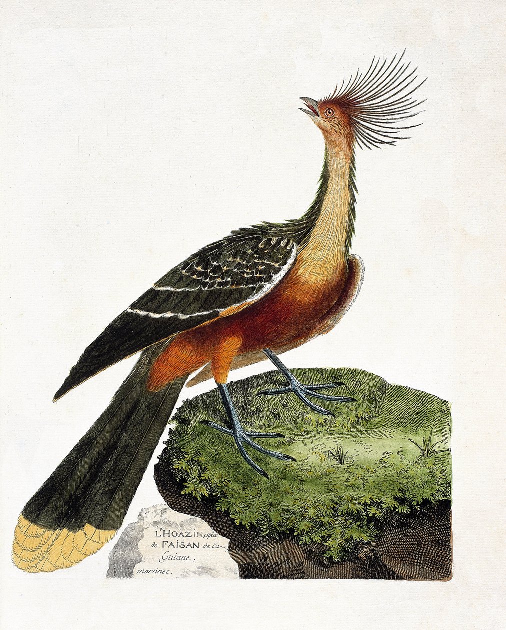 Wykres zoologiczny (ornitologia): Hoazin (hoazin huppe lub opisthocomus hoazin). Ilustracja w „Historii ptaków, namalowanych w ich pozornych i wrażliwych aspektach” Francois Nicolas Martinet (1731-1800). Prywatna kolekcja. autorstwa Francois Nicolas Martinet