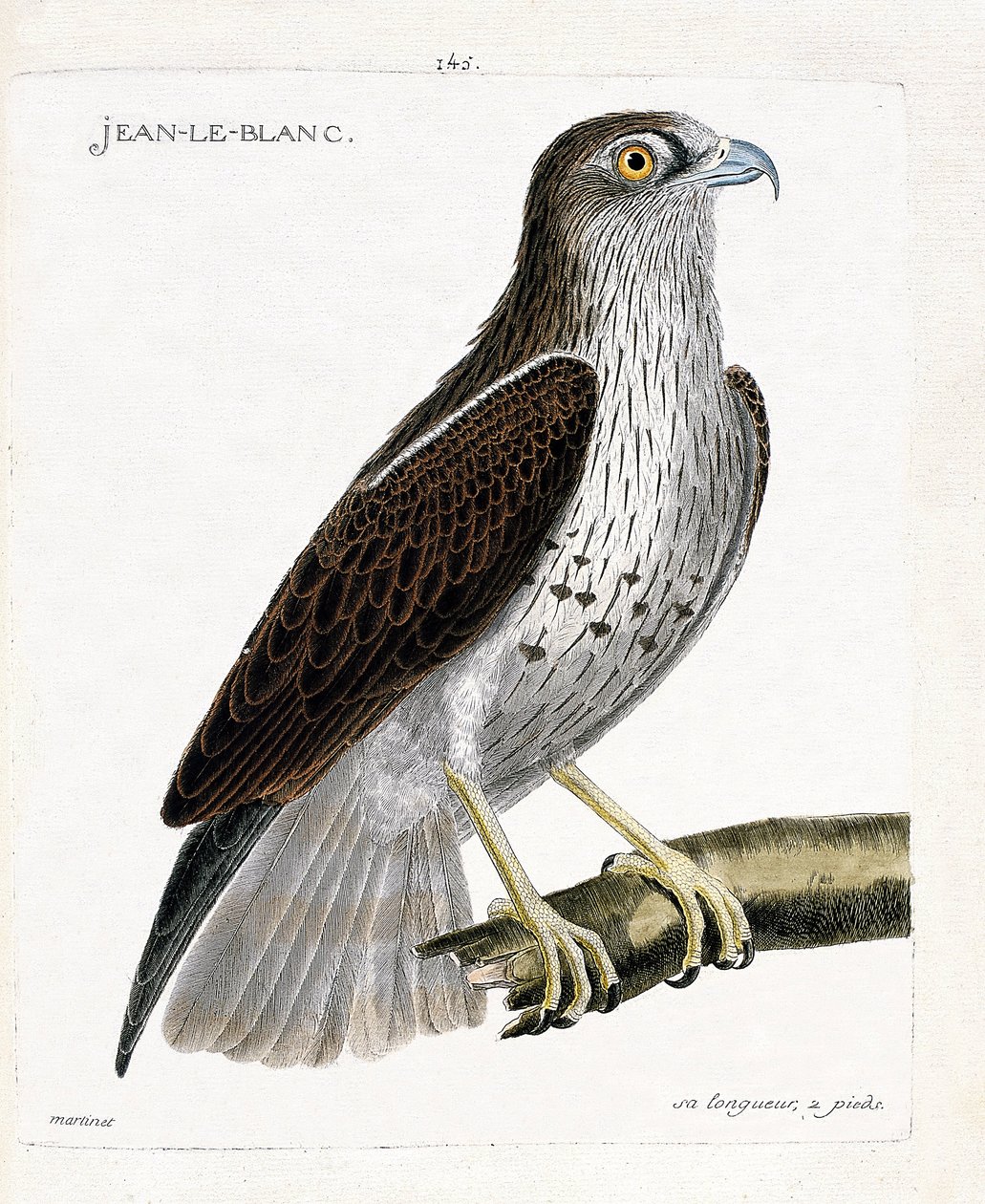 Wykres zoologiczny (ornitologia): Jean-le-Blanc lub Jean le Blanc (circaete Jean Le Blanc lub circaetus gallicus) na gałęzi. Ilustracja w „Historii ptaków malowanych w ich pozornych i wrażliwych aspektach” Francois Nicolas Martinet (1731-1800) autorstwa Francois Nicolas Martinet