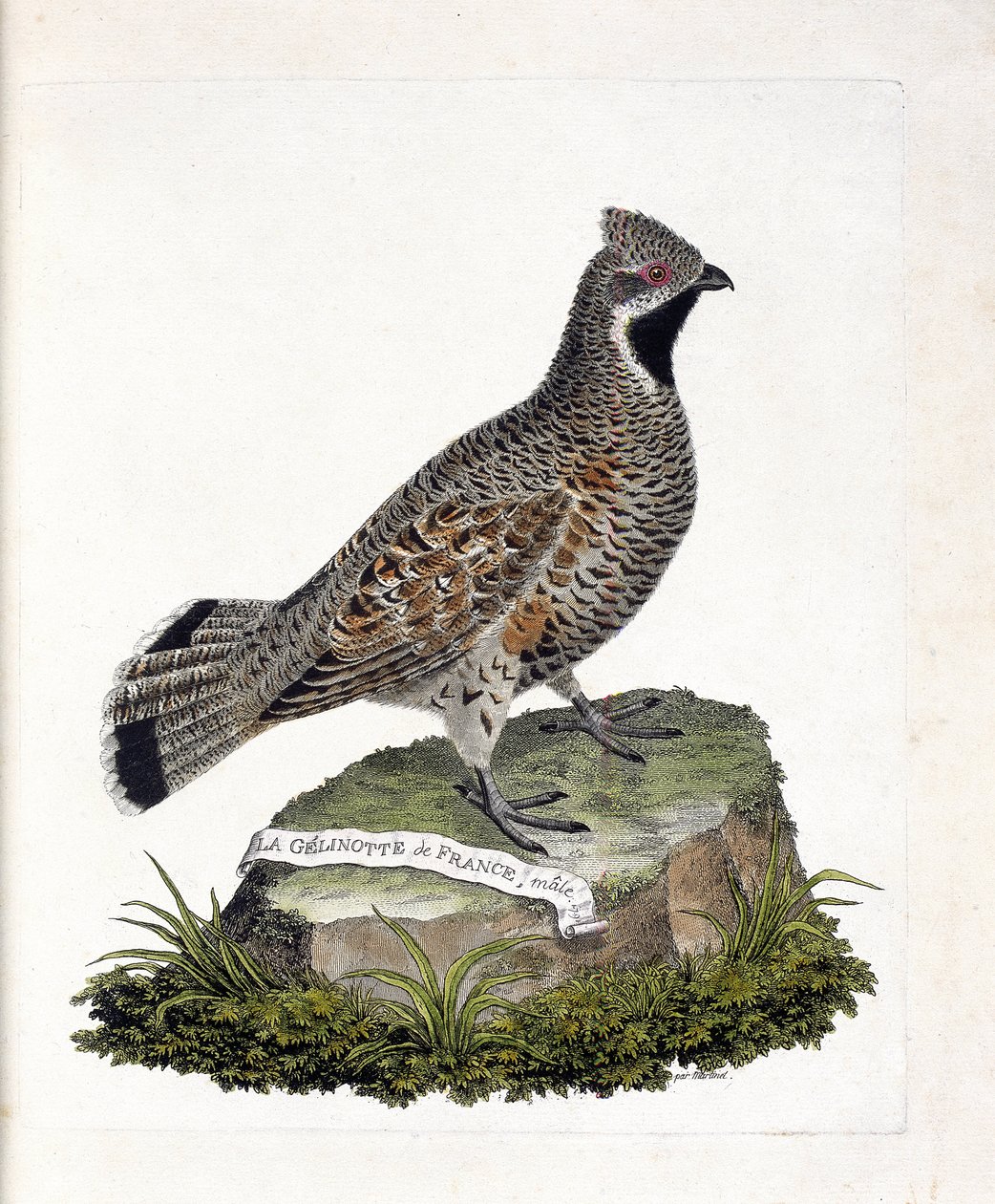 Wykres zoologiczny (ornitologia): samiec La gelinotte de France (gelinotte des bois lub bonasia bonasia). Ilustracja w „Historii ptaków, namalowanych w ich pozornych i wrażliwych aspektach” Francois Nicolas Martinet (1731-1800). Prywatna kolekcja. autorstwa Francois Nicolas Martinet