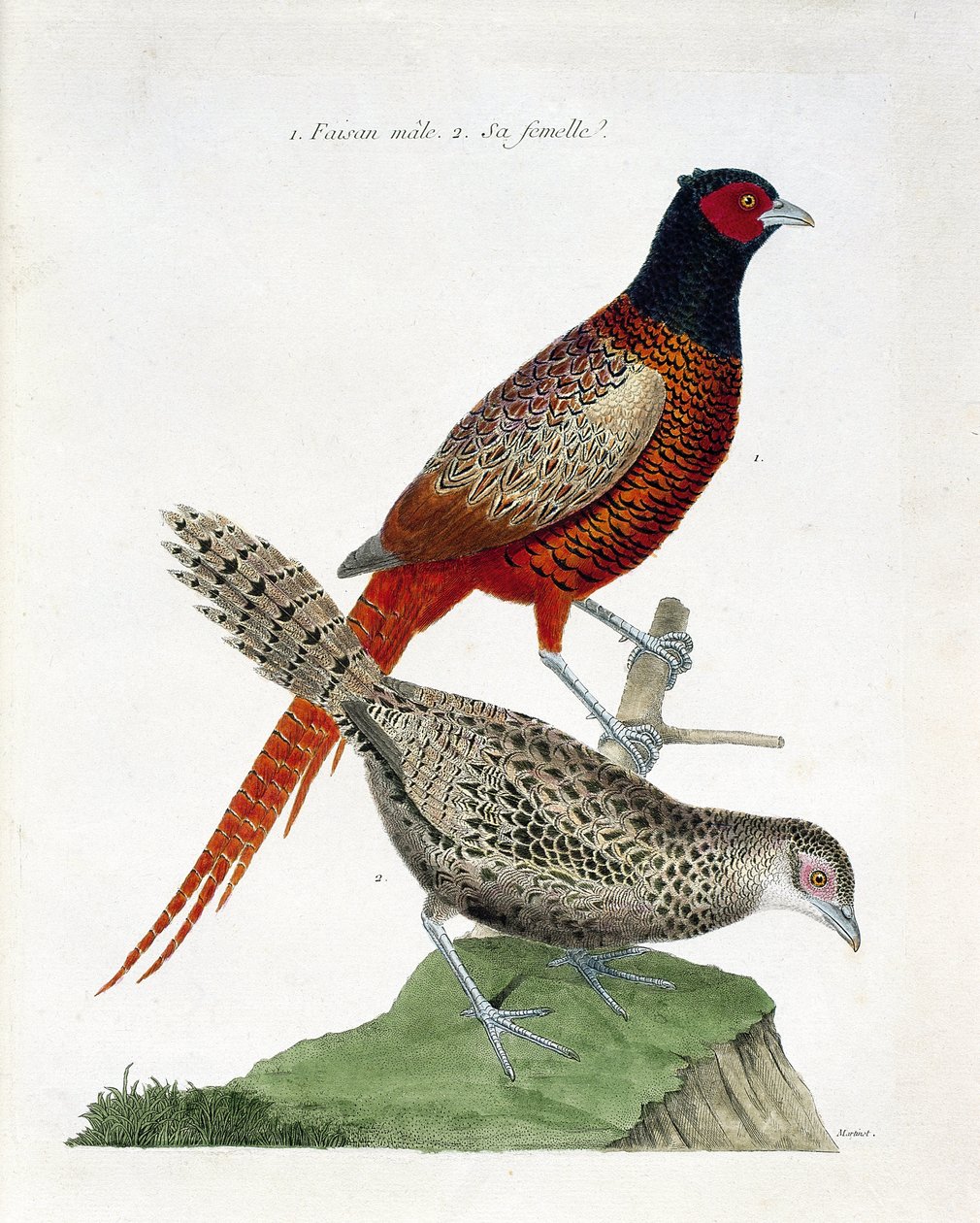 Wykres zoologiczny (ornitologia): Samiec i samica (bażant kolchidowy lub Phasianus colchicus). Ilustracja w „Historii ptaków, namalowanych w ich pozornych i wrażliwych aspektach” Francois Nicolas Martinet (1731-1800). Prywatna kolekcja. autorstwa Francois Nicolas Martinet