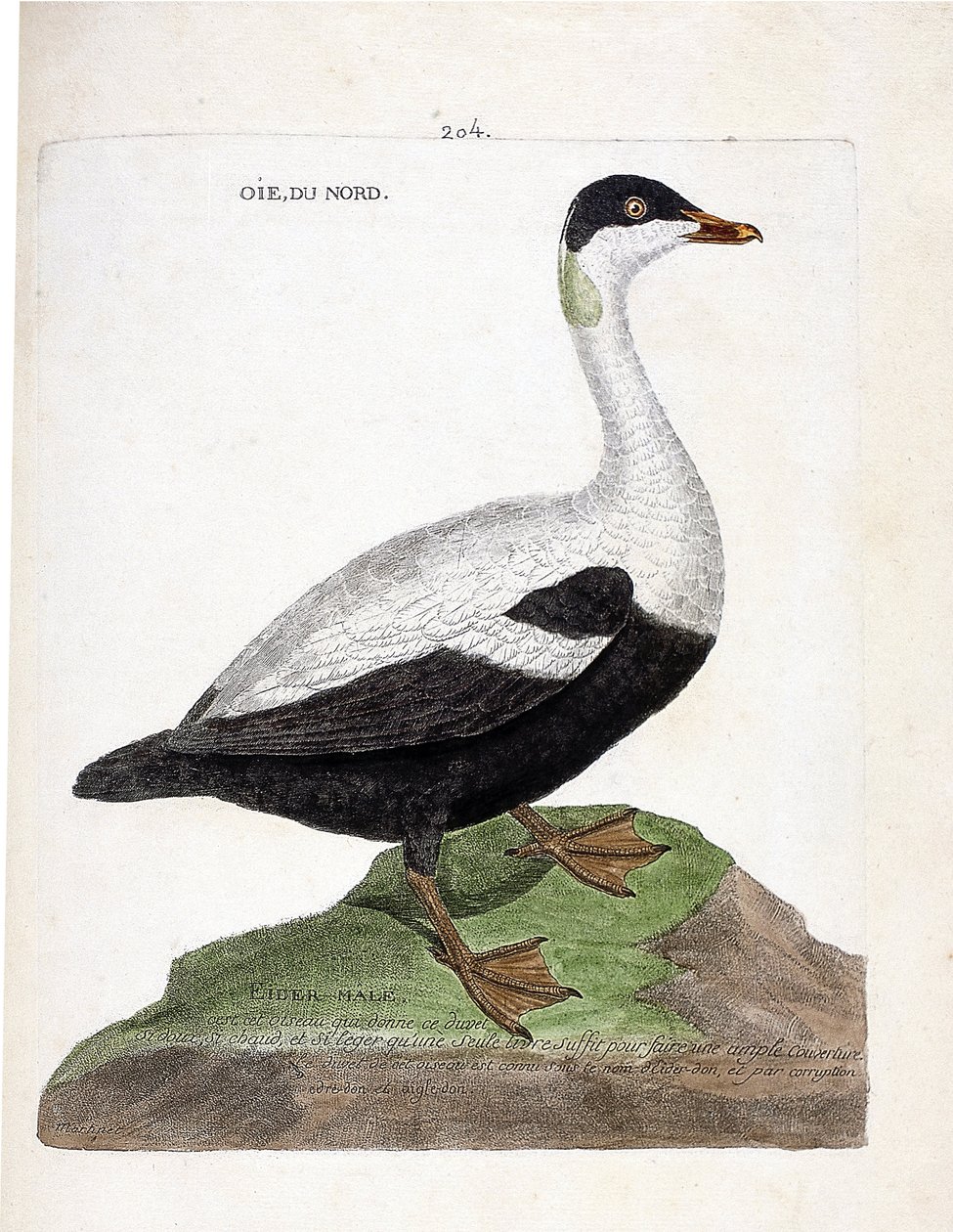 Wykres zoologiczny (ornitologia): gęś północna lub eider mal (Eider kołdra lub somateria mollissima). Ilustracja w „Historii ptaków malowanych w ich pozornych i wrażliwych aspektach” Francois Nicolas Martinet (1731-1800). Prywatna kolekcja. autorstwa Francois Nicolas Martinet