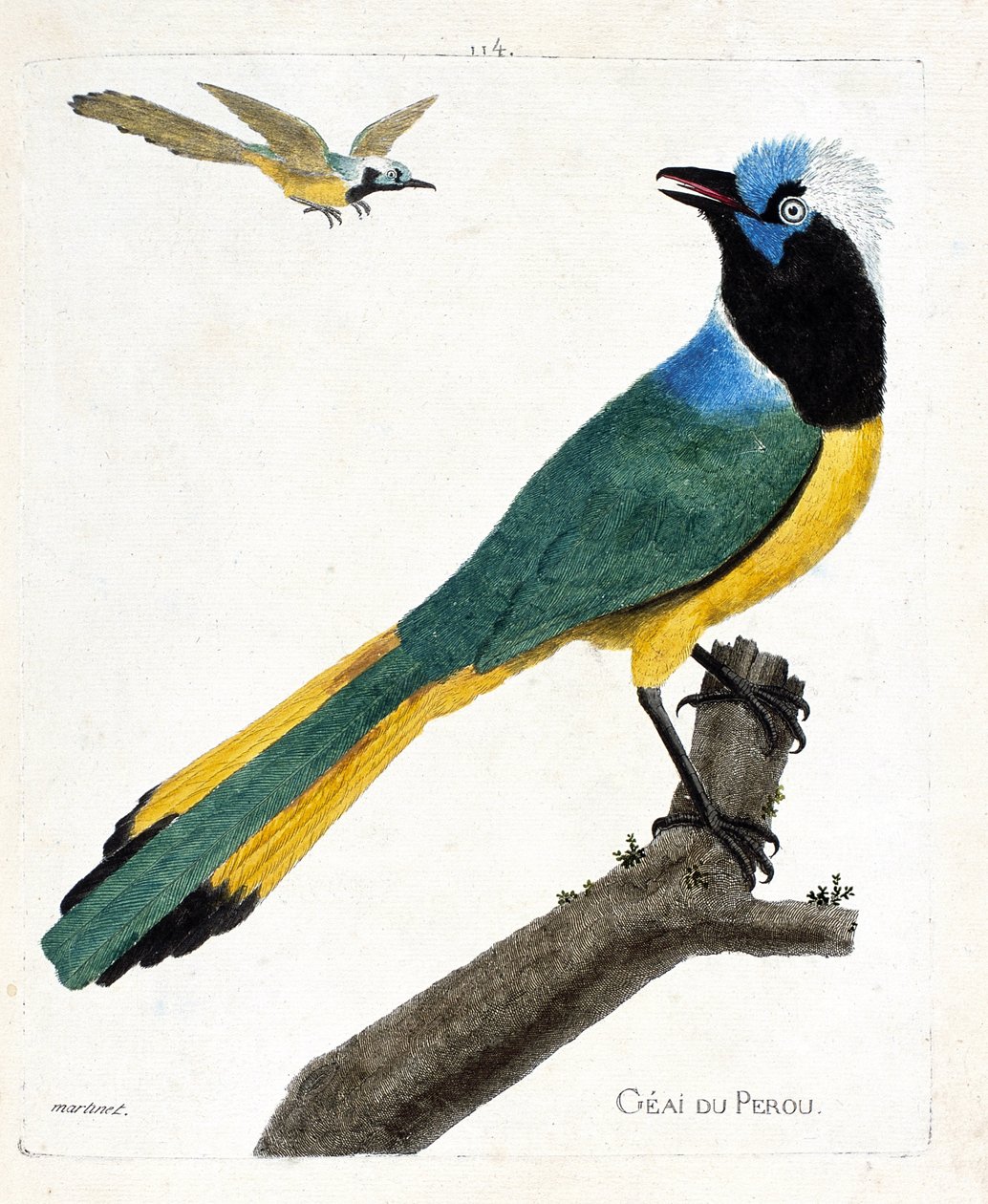 Wykres zoologiczny (ornitologia): Perou jay (zielona sójka lub cyanocorax yncas) na gałęzi. Ilustracja w „Historii ptaków malowanych w ich pozornych i wrażliwych aspektach” Francois Nicolas Martinet (1731-1800). Prywatna kolekcja. autorstwa Francois Nicolas Martinet
