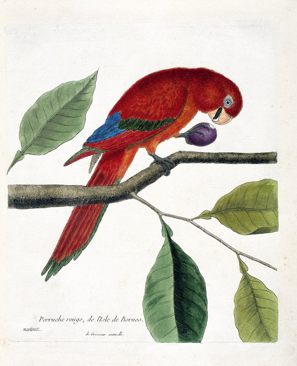 Wykres zoologiczny (ornitologia): Czerwona papuga długoogonowa z wyspy Borneo (Eclectus wielka lub eclectus roratus). Ilustracja w „Historii ptaków, namalowanych w ich pozornych i wrażliwych aspektach” Francois Nicolas Martinet (1731-1800). Prywatna kolegi autorstwa Francois Nicolas Martinet
