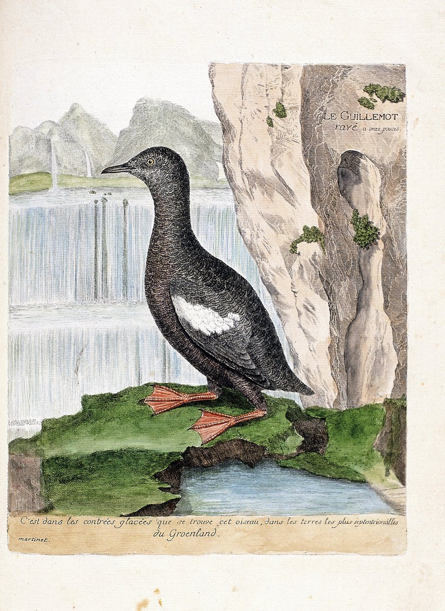 Wykres zoologiczny (ornitologia): Murrelet pasiasty (siatka Mirrelet lub Cepphus). Ilustracja w „Historii ptaków malowanych w ich pozornych i wrażliwych aspektach” Francois Nicolas Martinet (1731-1800). Prywatna kolekcja. autorstwa Francois Nicolas Martinet