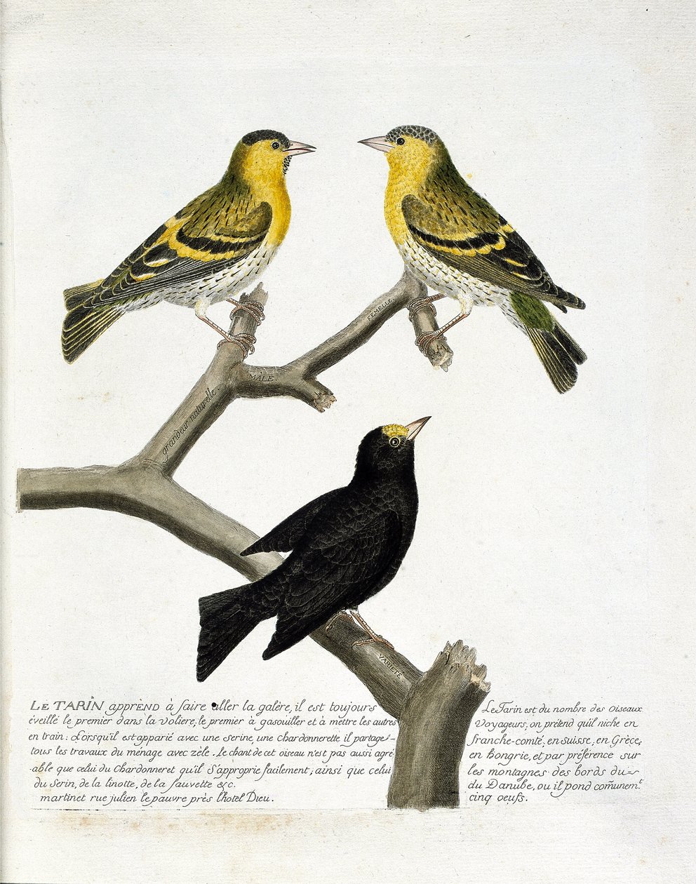 Wykres zoologiczny (ornitologia): Tarin (olcha tarin lub carduelis spinus). U góry po lewej: mężczyzna, po prawej: kobieta. Dół: inna odmiana. Ilustracja w „Historii ptaków malowanych w ich pozornych i wrażliwych aspektach” Francois Nicolas Martinet (1731 autorstwa Francois Nicolas Martinet