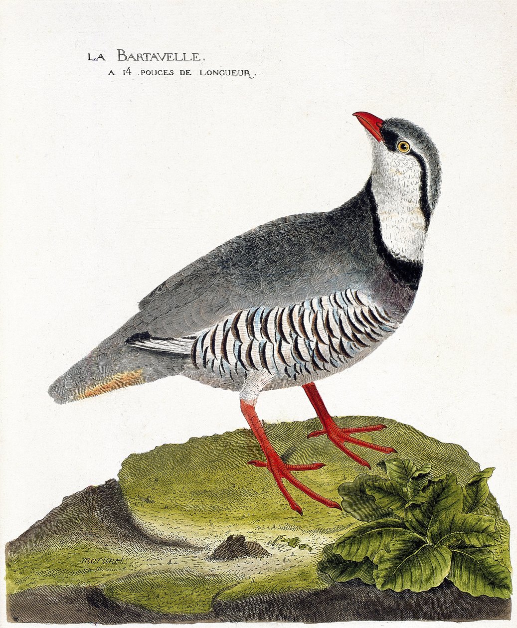 Wykres zoologiczny (ornitologia): Bartavelle (bartavelle kuropatwy lub Alectoris graeca). Ilustracja w „Historii ptaków, namalowanych w ich pozornych i wrażliwych aspektach” Francois Nicolas Martinet (1731-1800). Prywatna kolekcja. autorstwa Francois Nicolas Martinet