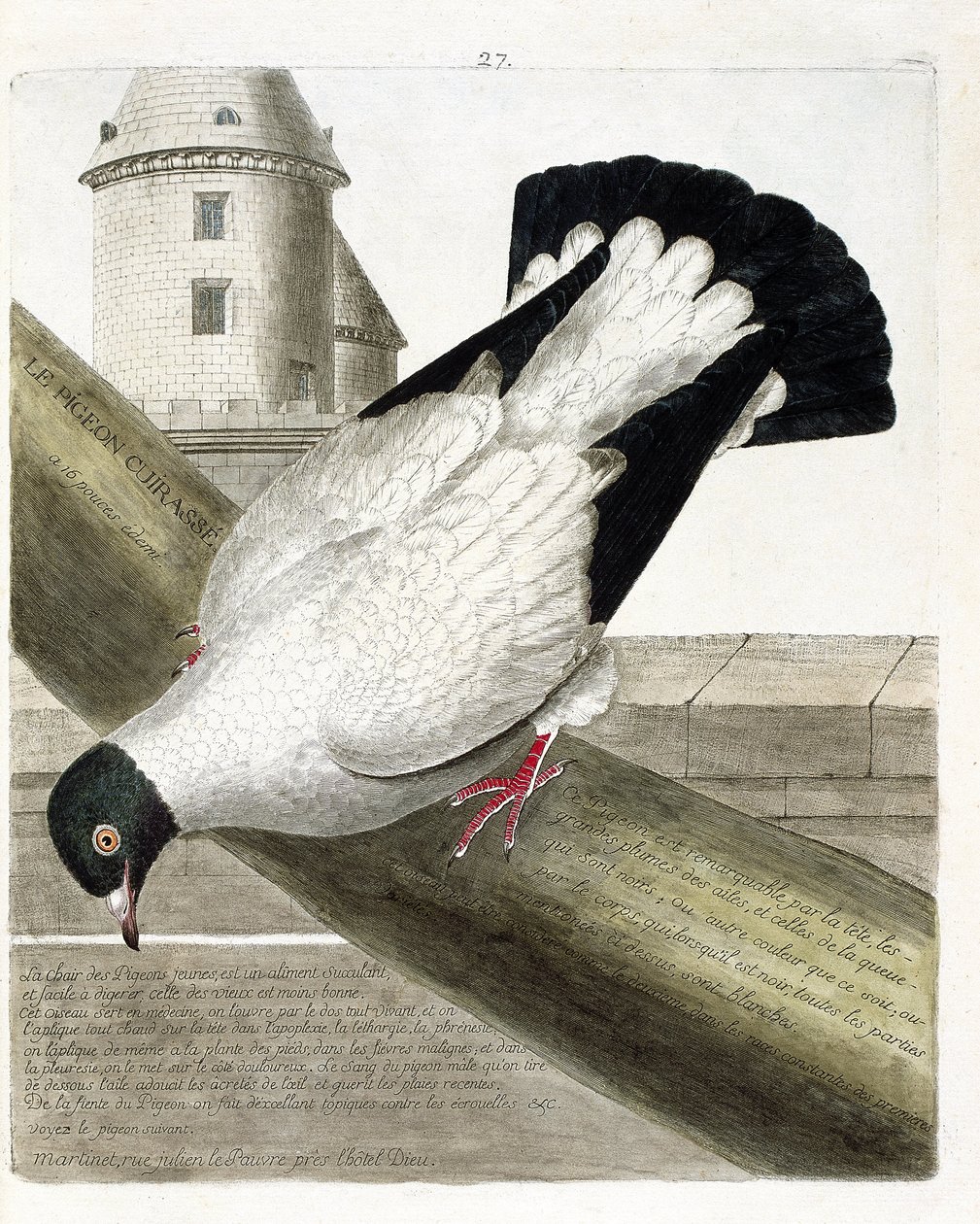 Wykres zoologiczny (ornitologia): Gołąb pancerny (columba livia). Ilustracja w „Historii ptaków, namalowanych w ich pozornych i wrażliwych aspektach” Francois Nicolas Martinet (1731-1800). Prywatna kolekcja. autorstwa Francois Nicolas Martinet