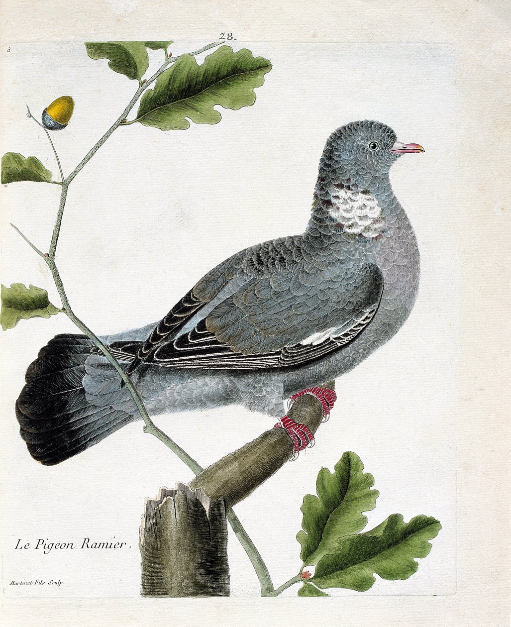 Wykres zoologiczny (ornitologia): gołąb rozgałęziony (columba palumbus) na gałęzi. Ilustracja w „Historii ptaków malowanych w ich pozornych i wrażliwych aspektach” Francois Nicolas Martinet (1731-1800). Prywatna kolekcja. autorstwa Francois Nicolas Martinet