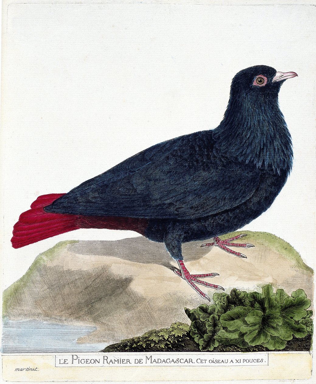 Wykres zoologiczny (ornitologia): Rozgałęziony gołąb Madagaskaru (Blue Founingo lub alectroenas madagascariensis). Ilustracja w „Historii ptaków, namalowanych w ich pozornych i wrażliwych aspektach” Francois Nicolas Martinet (1731-1800). Prywatne autorstwa Francois Nicolas Martinet