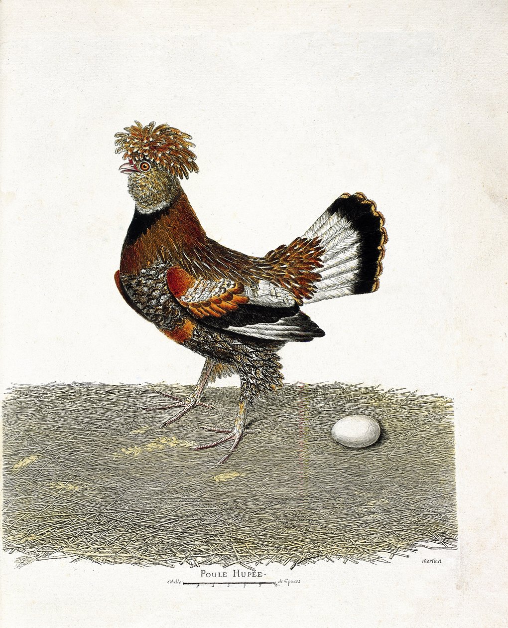 Wykres zoologiczny (ornitologia): Kura (domowa kura lub gallus gallus) i jej jajo. Ilustracja w „Historii ptaków, namalowanych w ich pozornych i wrażliwych aspektach” Francois Nicolas Martinet (1731-1800). Prywatna kolekcja. autorstwa Francois Nicolas Martinet