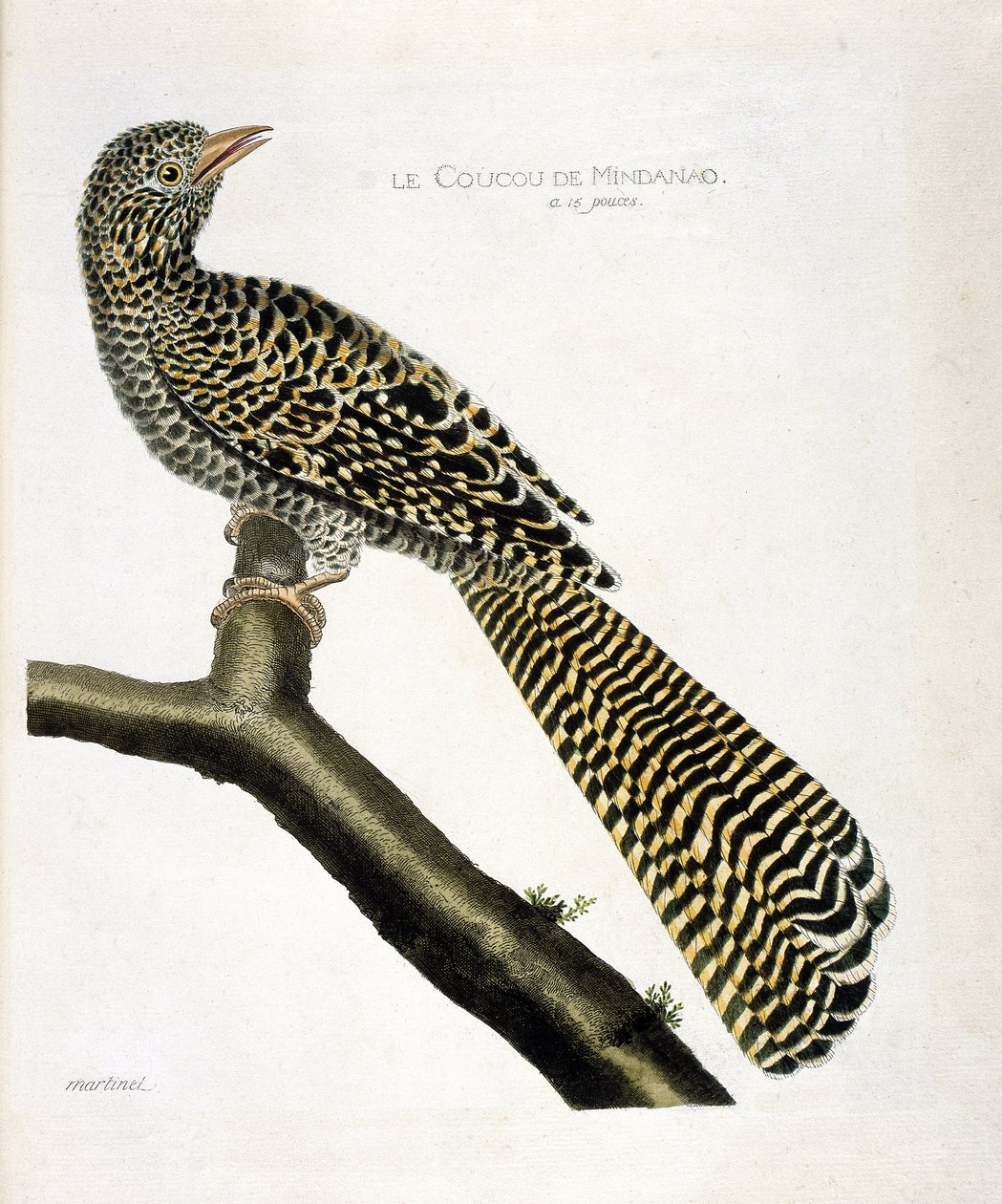 Wykres zoologiczny (ornitologia): Kukułka Mindanao (koel cuckoo lub Eudynamys scolopacea) na gałęzi. Ilustracja w „Historii ptaków malowanych w ich pozornych i wrażliwych aspektach” Francois Nicolas Martinet (1731-1800). Prywatna kolekcja autorstwa Francois Nicolas Martinet