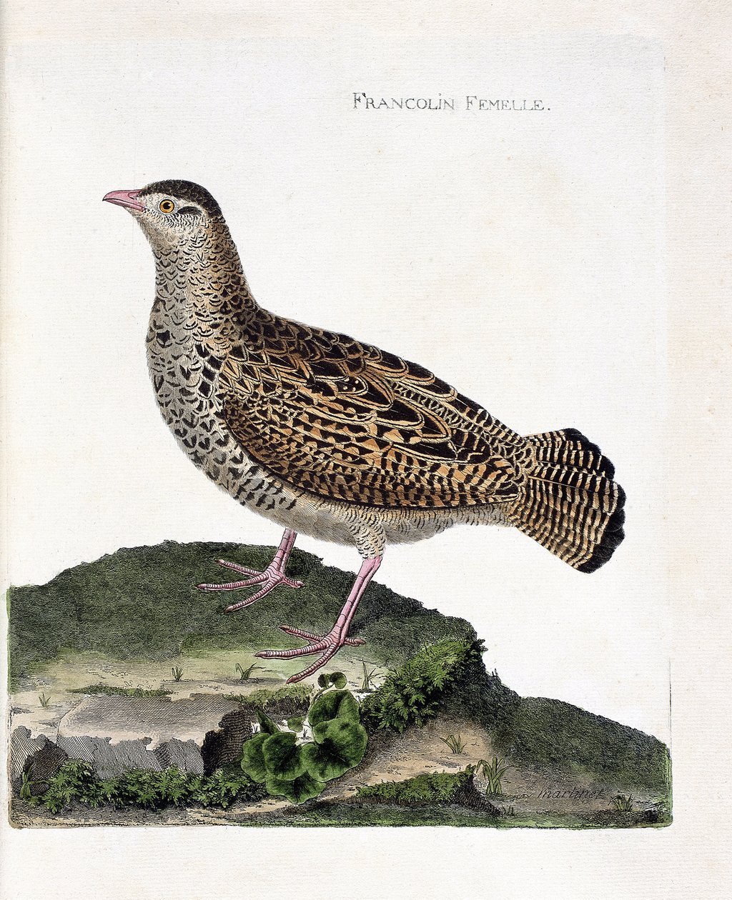 Wykres zoologiczny (ornitologia): Samica frankolina (francolin noir lub francolinus francolinus). Ilustracja w „Historii ptaków, namalowanych w ich pozornych i wrażliwych aspektach” Francois Nicolas Martinet (1731-1800). Prywatna kolekcja. autorstwa Francois Nicolas Martinet