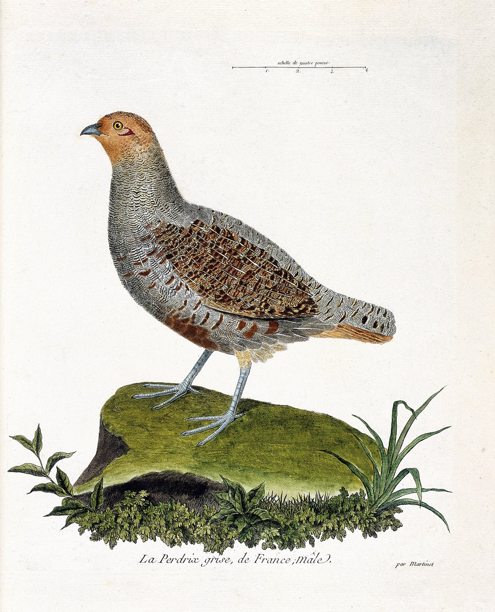 Wykres zoologiczny (ornitologia): Kuropatwa szara Francji, samiec (kuropatwa szara lub kuropatwa). Ilustracja w „Historii ptaków, namalowanych w ich pozornych i wrażliwych aspektach” Francois Nicolas Martinet (1731-1800). Prywatna kolekcja. autorstwa Francois Nicolas Martinet