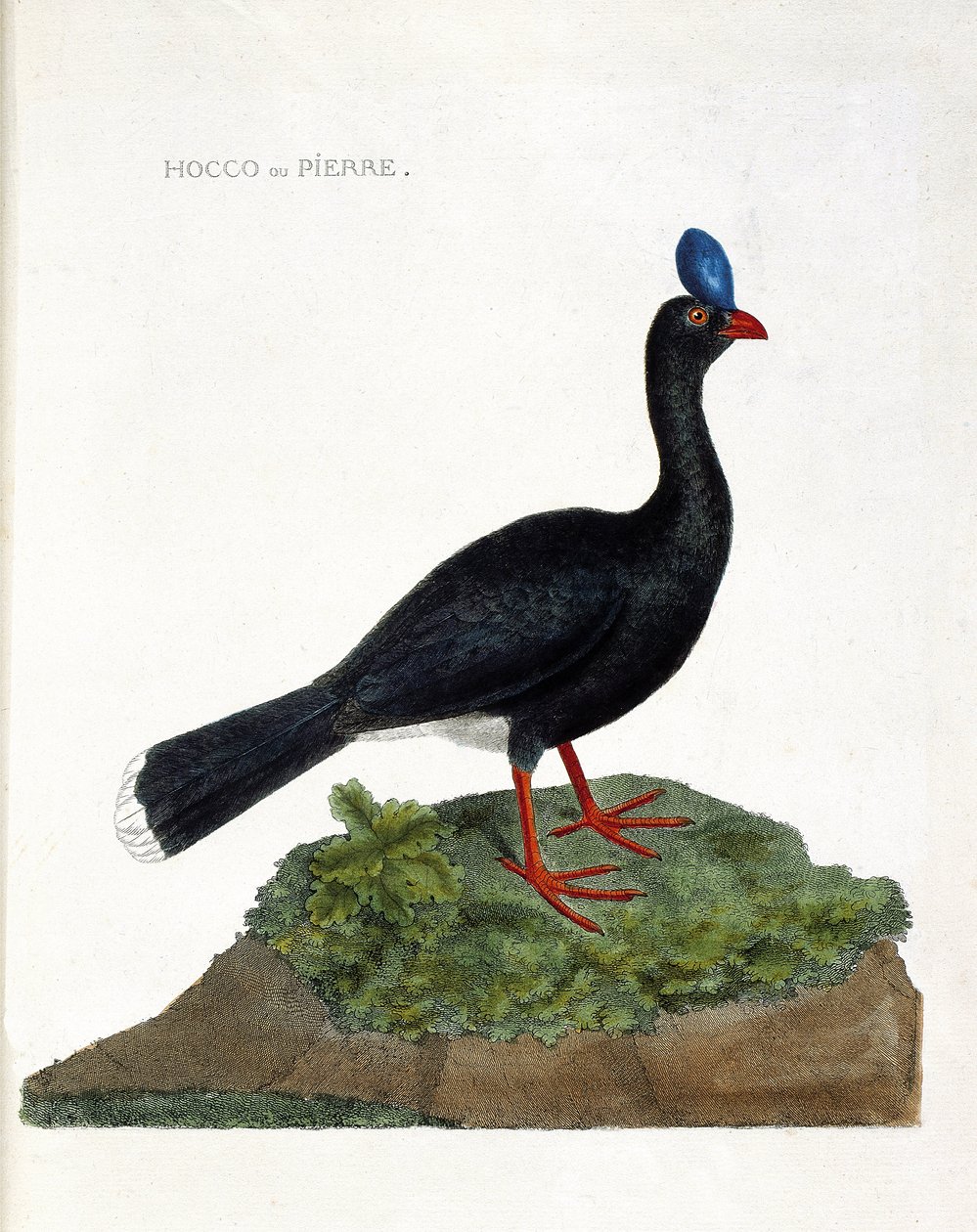 Wykres zoologiczny (ornitologia): Hoco lub kamień (Hocco kamień lub pauxi pauxi). Ilustracja w „Historii ptaków malowanych w ich pozornych i wrażliwych aspektach” Francois Nicolas Martinet (1731-1800). Prywatna kolekcja. autorstwa Francois Nicolas Martinet