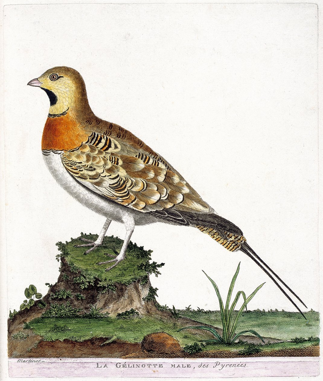 Wykres zoologiczny (ornitologia): Samiec gelinotte z Pirenejów (Ganga cata lub pterocles alchata). Ilustracja w „Historii ptaków, namalowanych w ich pozornych i wrażliwych aspektach” Francois Nicolas Martinet (1731-1800). Prywatna kolekcja. autorstwa Francois Nicolas Martinet