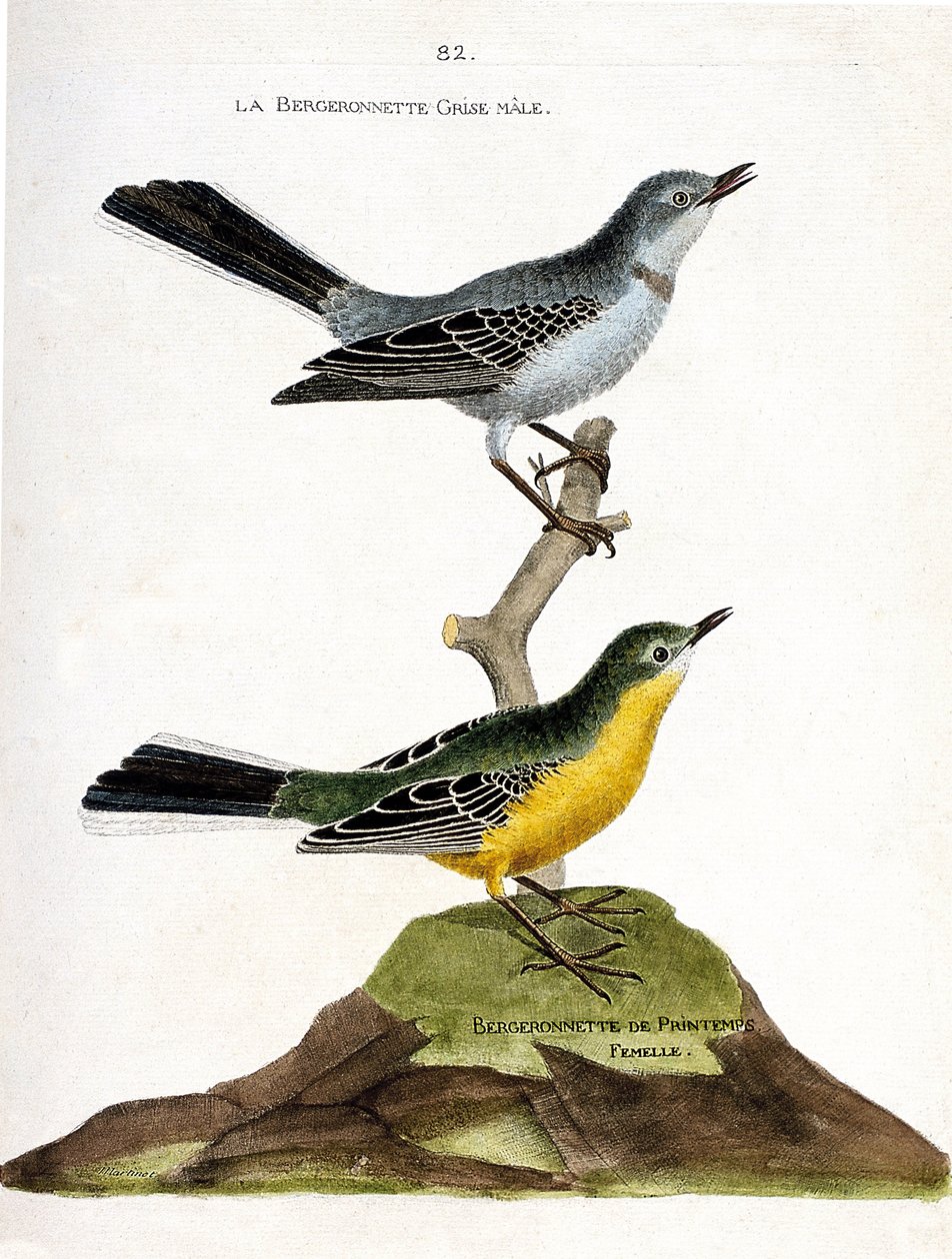 Wykres zoologiczny (ornitologia): Samiec owczarka szarego (Motacilla alba) na gałęzi i samica owczarka wiosennego (Motacilla flava). Ilustracja w „Historii ptaków malowanych w ich pozornych i wrażliwych aspektach” Francois Nicolas Martin autorstwa Francois Nicolas Martinet
