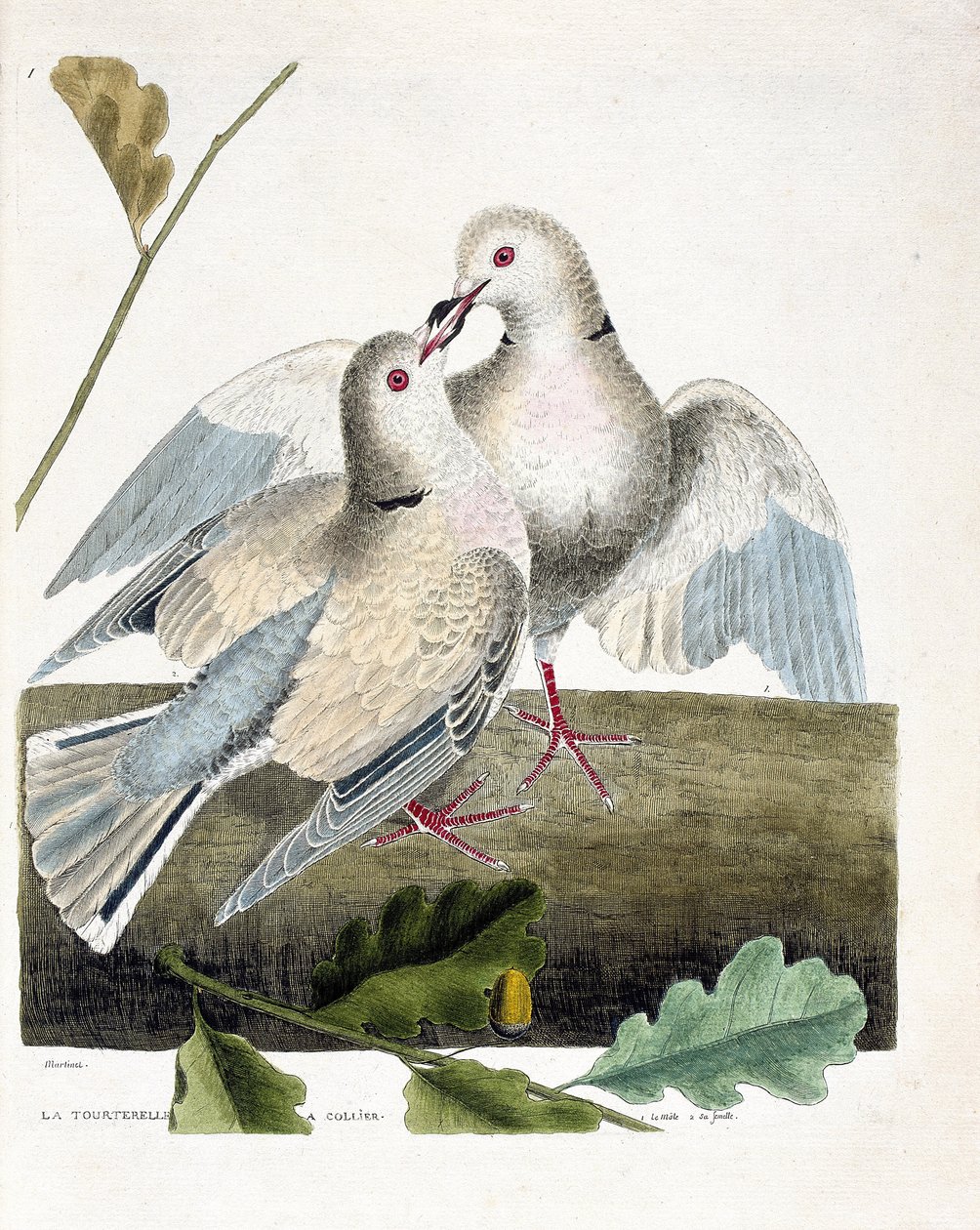 Wykres zoologiczny (ornitologia): gołąbek (różowo-szara gołębica lub paciorkowiec różyczkowy). Ilustracja w „Historii ptaków, namalowanych w ich pozornych i wrażliwych aspektach” Francois Nicolas Martinet (1731-1800). Prywatna kolekcja. autorstwa Francois Nicolas Martinet