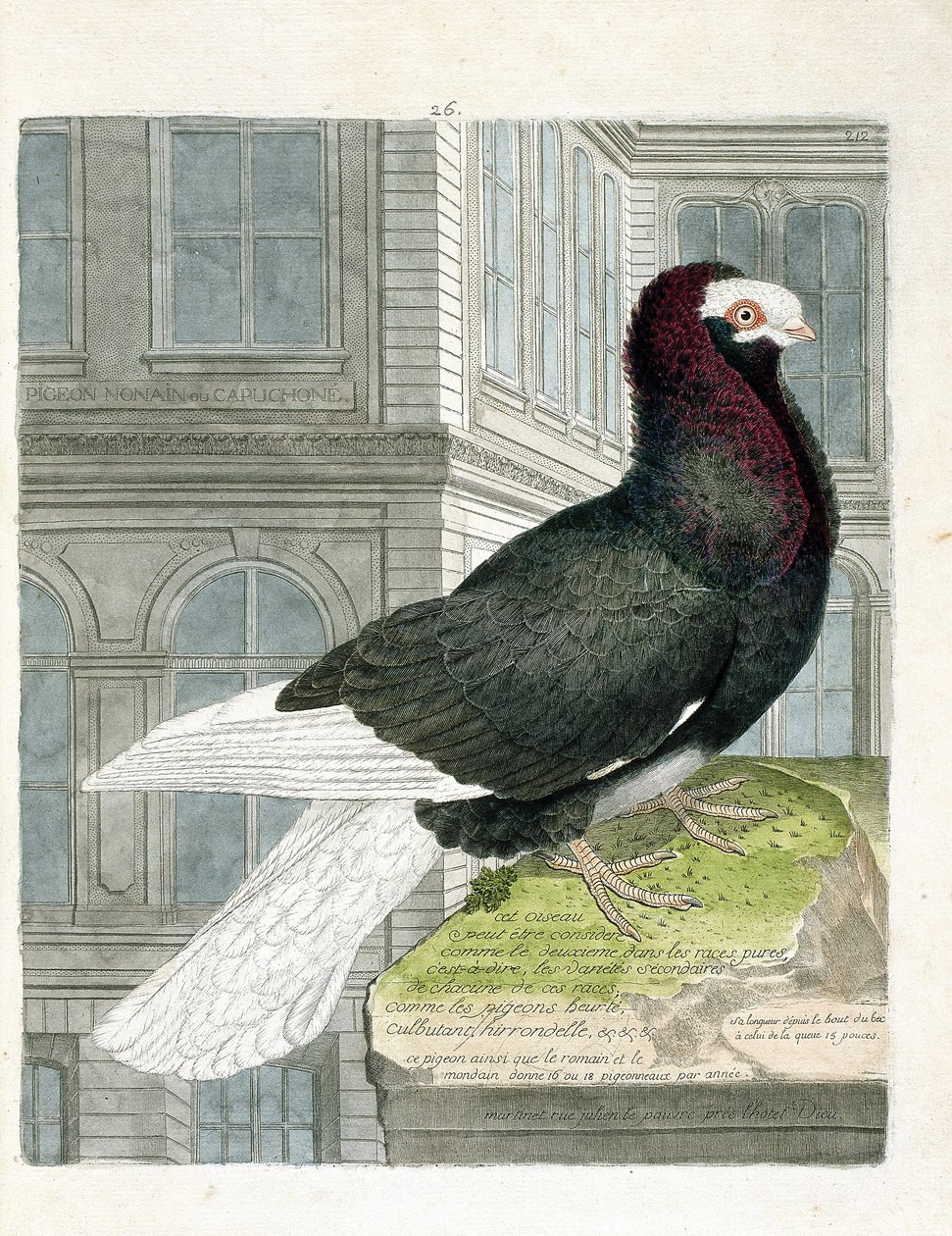 Wykres zoologiczny (ornitologia): gołąb nonan lub kapucyn (gołąb karłowaty lub columba livia). Ilustracja w „Historii ptaków, namalowanych w ich pozornych i wrażliwych aspektach” Francois Nicolas Martinet (1731-1800). Prywatna kolekcja. autorstwa Francois Nicolas Martinet