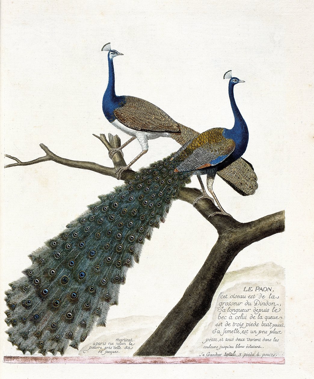 Wykres zoologiczny (ornitologia): Paw (niebieski paw lub pavo cristatus). Ilustracja w „Historii ptaków, namalowanych w ich pozornych i wrażliwych aspektach” Francois Nicolas Martinet (1731-1800). Prywatna kolekcja. autorstwa Francois Nicolas Martinet