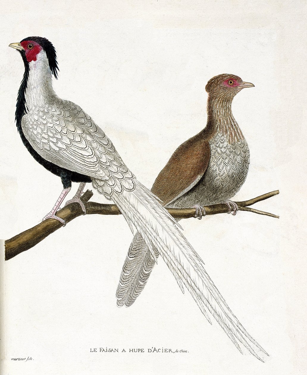 Wykres zoologiczny (ornitologia): Bażant ma chińską stalową łuskę i samicę (srebrny bażant lub Lophura nycthemera) na gałęzi. Ilustracja do „Historii ptaków malowanych w ich pozornych i wrażliwych aspektach” Francois Nicolas Marti autorstwa Francois Nicolas Martinet