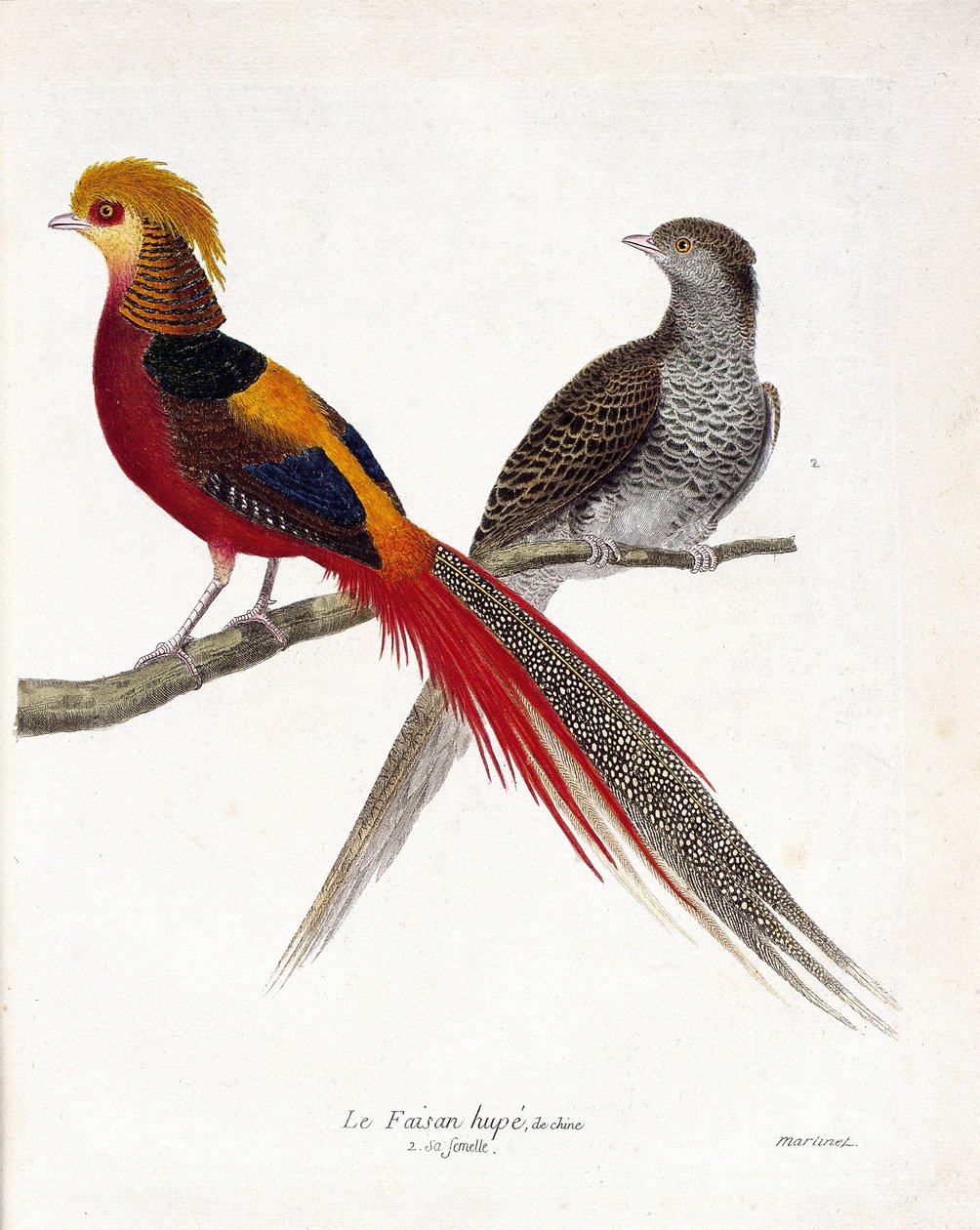 Wykres zoologiczny (ornitologia): Bażant chiński i jego samica (złoty bażant i chrysolophus) na gałęzi. Ilustracja w „Historii ptaków, namalowanych w ich pozornych i wrażliwych aspektach” Francois Nicolas Martinet (1731-1800). Priv autorstwa Francois Nicolas Martinet